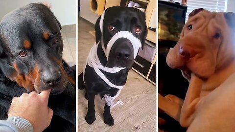 Your Daily Dose of Funny DOGS Compilation! 🐶