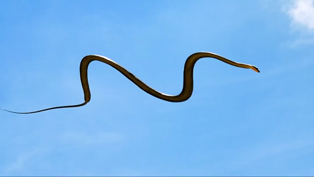 Real Flying Snakes!