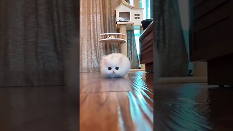 Cute funny small white cat