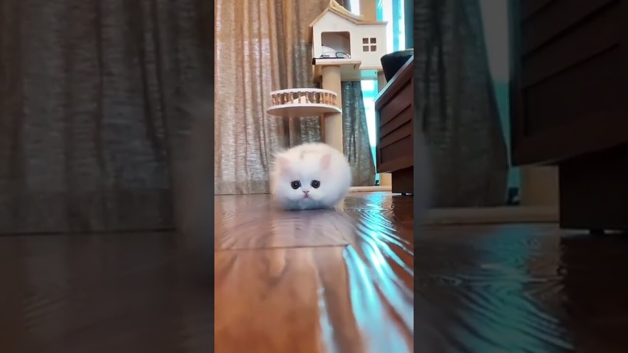 Cute funny small white cat