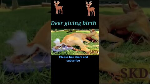 Deer Birthing 4 baby ®#shorts #youtubeshorts #shortvideo