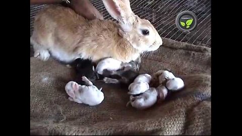 Rabbit care newborn baby