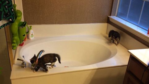 Kittens Find New Fun Use For Bathtub