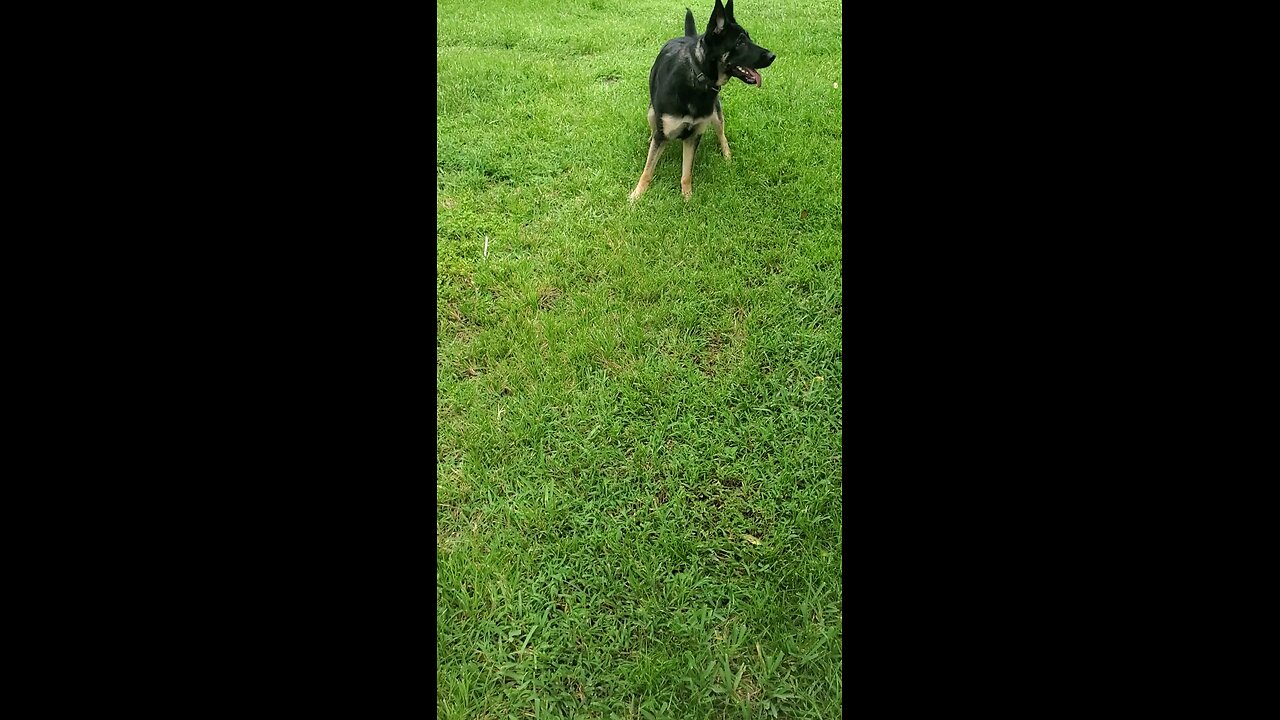 my dog 🐕 ❤️ ♥️