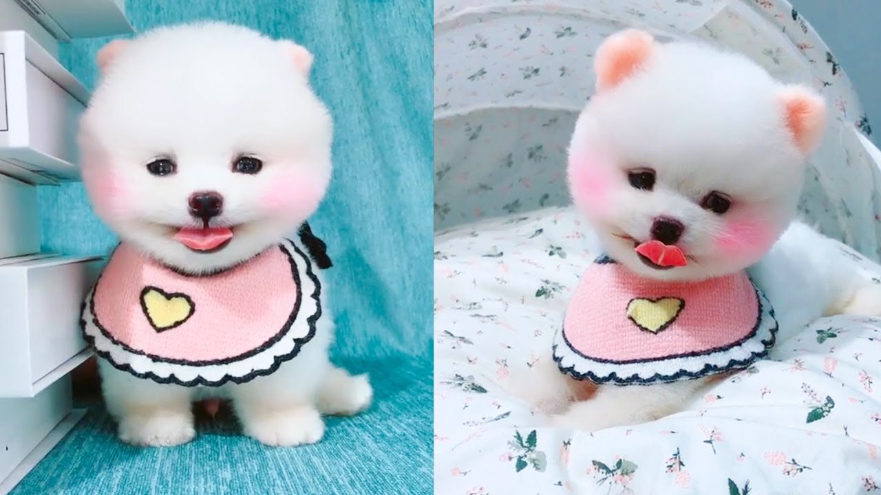 Cute and Funny Pomeranian Videos 2020 #Shorts