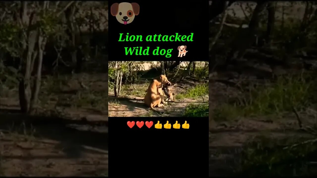 Lion attacked wild dog 🐶#shorts #shortvideo #youtubeshorts