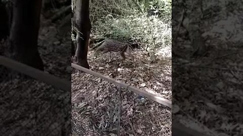 புள்ளி மான்