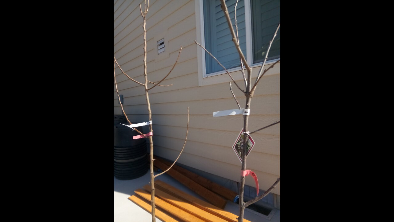 Homesteading #7: Selecting fruit trees