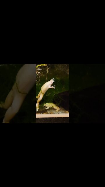 weird frog at Tennoji Zoo #japan #frog #travel