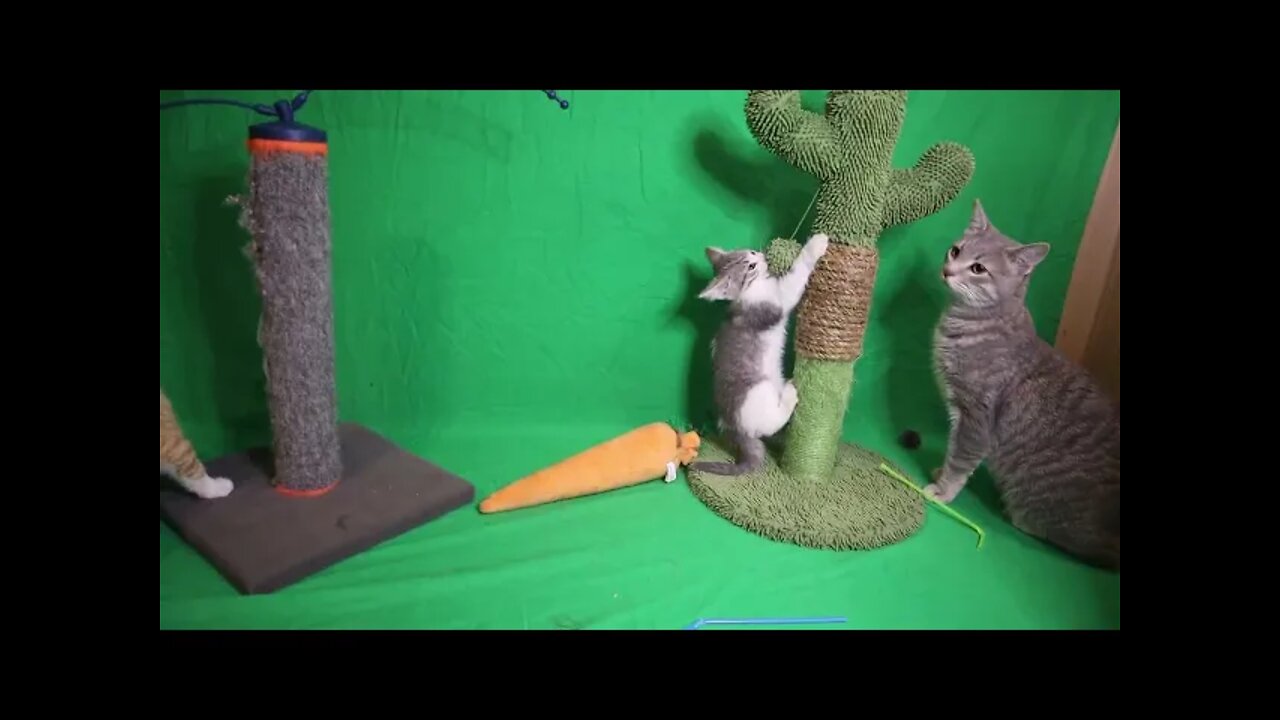 Kitten's Jumping in Slow Motion