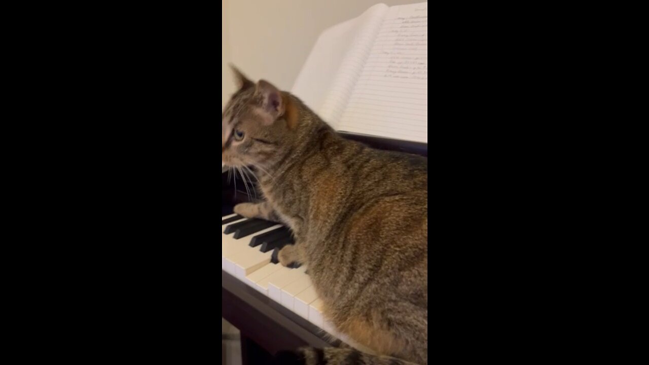 Piano Cat