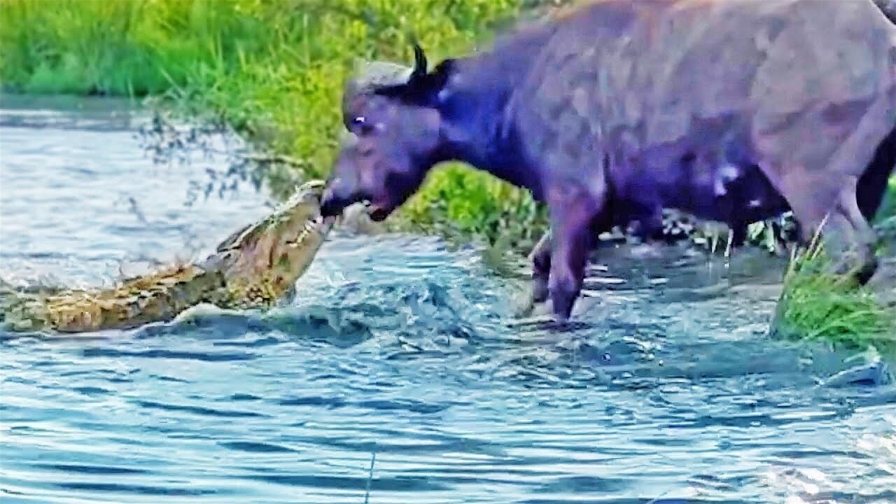 Buffalo Drags Huge Croc Out of the Water by Its Nose