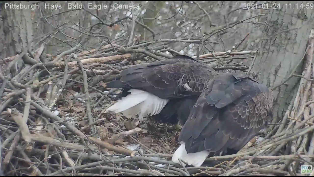 Hays Eagles Dad brings Mom a gift fish 2021 01 24 1113AM