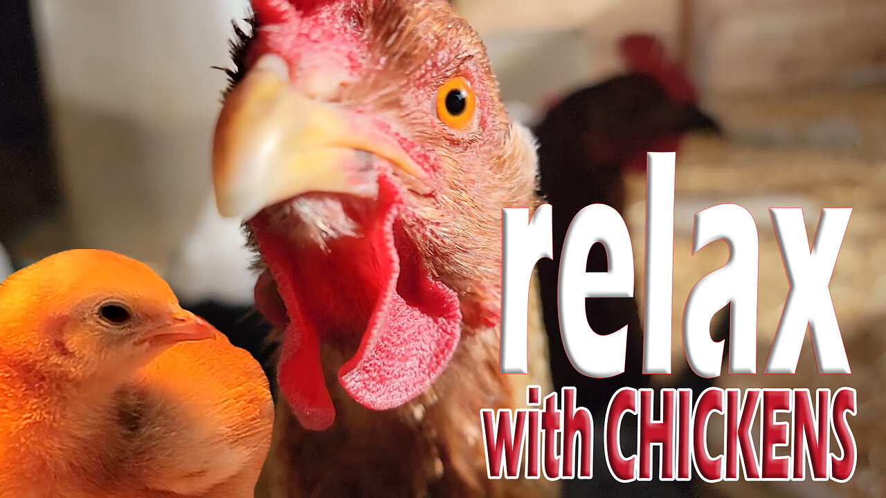 John Durham ASMR Relaxing Chicken Sounds Animals Doing ASMR Farm Sounds #chickens