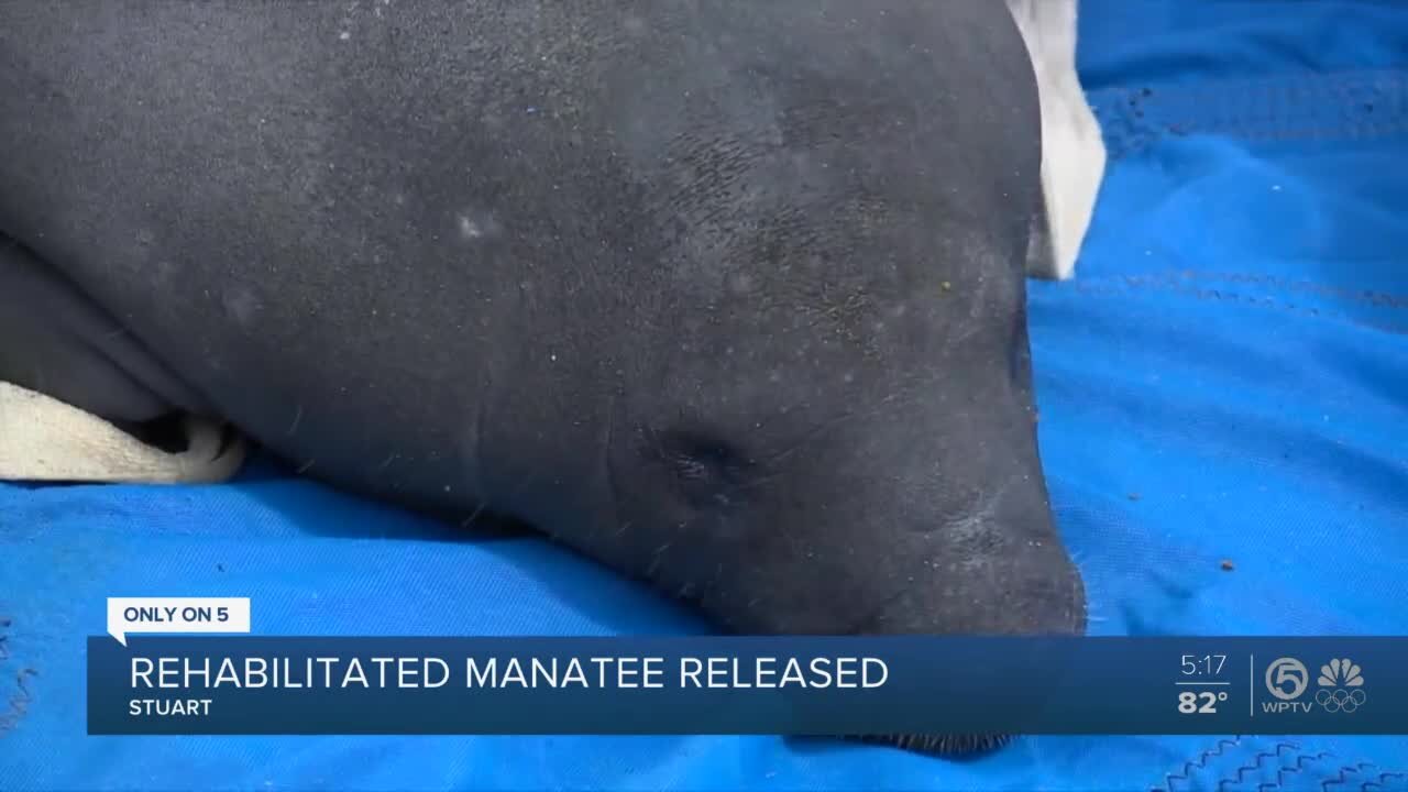 Rehabilitated manatee released at Shepard Park in Stuart