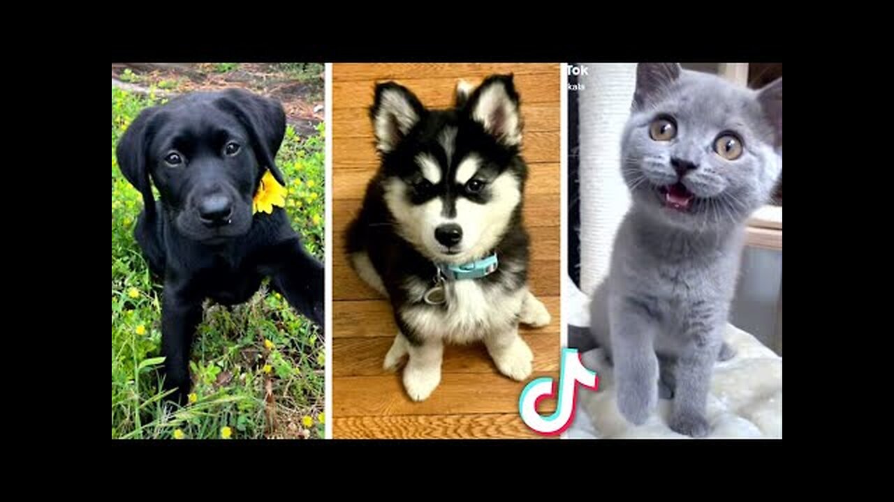 Funny ANIMAL Videos!! 😹 ( Funny PETS Compilation) 😻