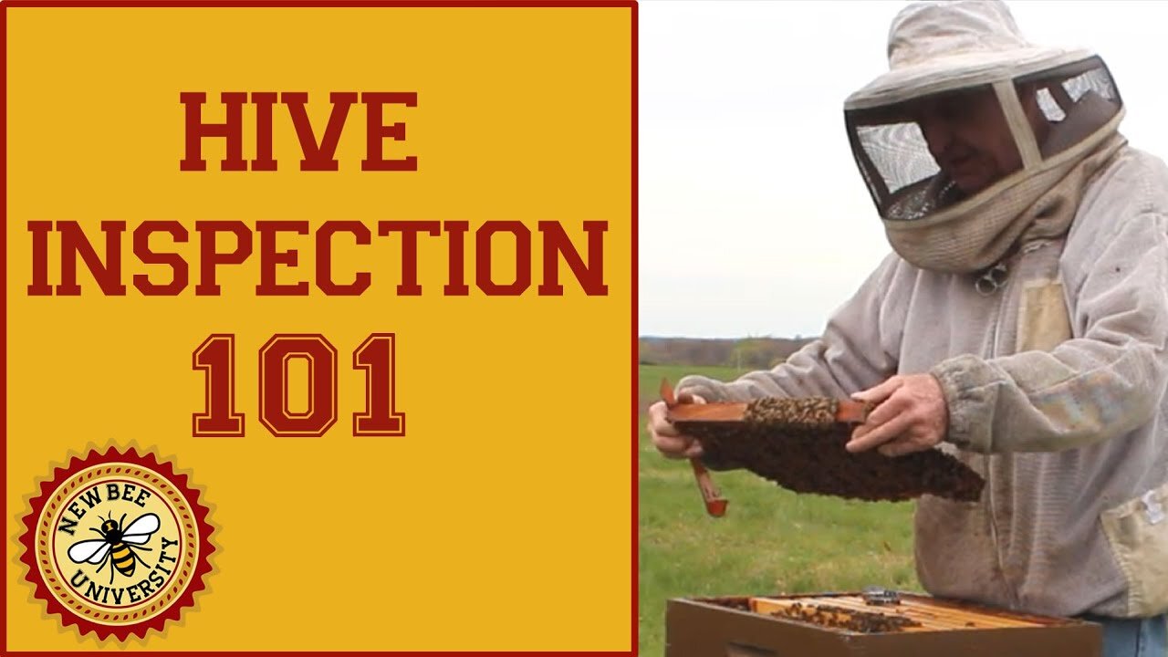 Hive Inspection: Learn How to Perform a Spring Hive Inspection