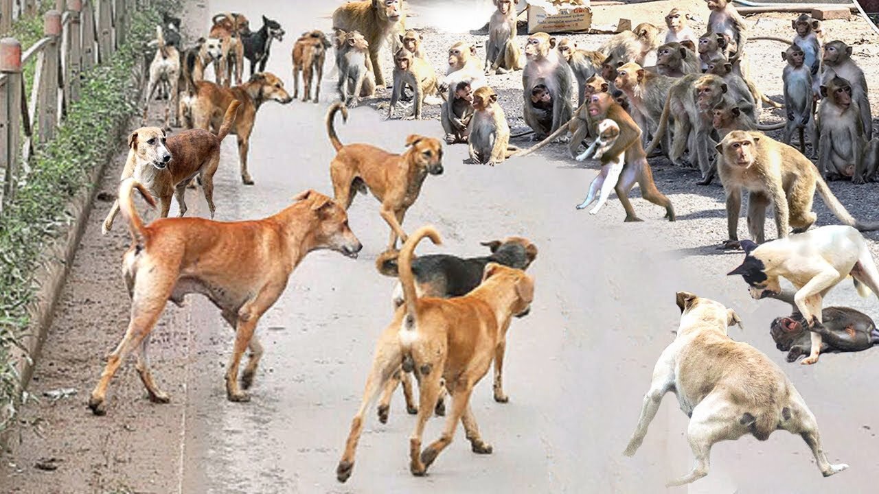 Chaos In India! Angry Monkeys Pulling Together To The Village Kill All Dogs To Avenge For Their Baby