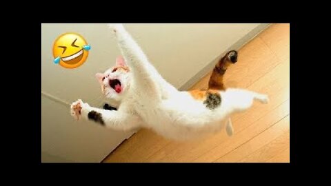 Cute and Funny Cat Videos Compilation