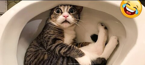 Funny animal dub😂😁😁😁🤣