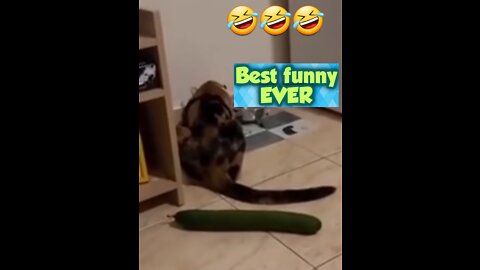 #funny #cute #funnyanimals 💖😂