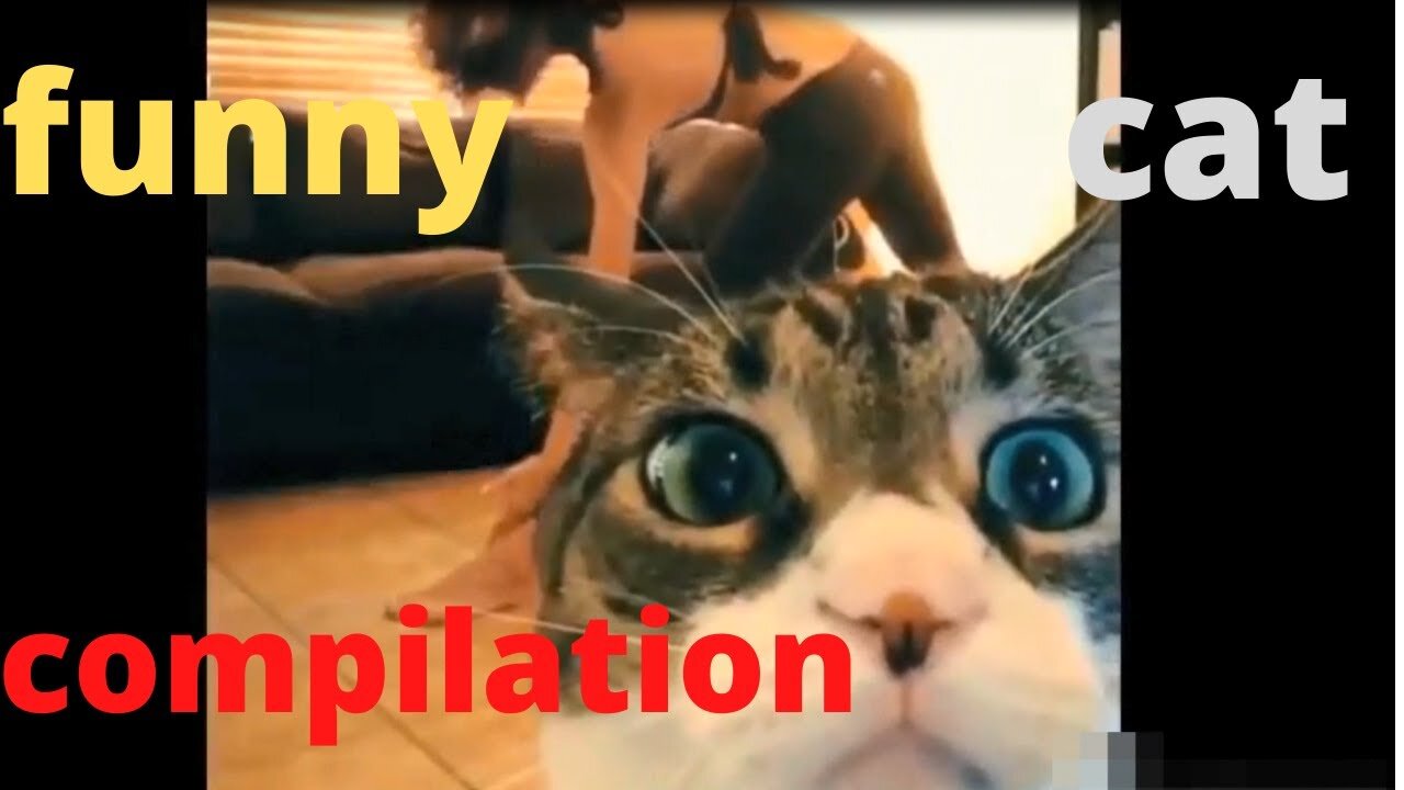 funny cat compilation 😸