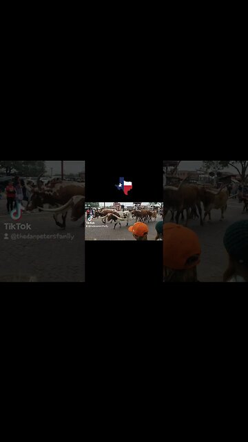 #Fortworth, Texas #cattledrive 🇨🇱