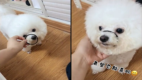 Gigantic Fluffy Toy Poodle Dogs Love Being Carried Everywhere | Dogs Funny Video 2021