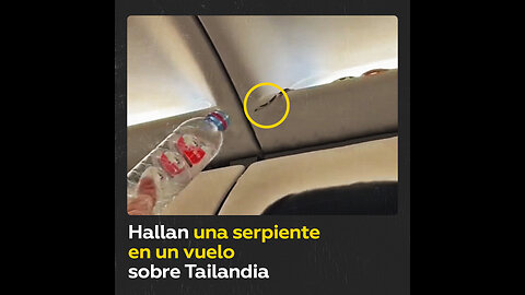 Una serpiente ‘polizón’ desata el pánico a bordo de un avión