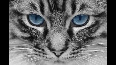 the best funny situations cat
