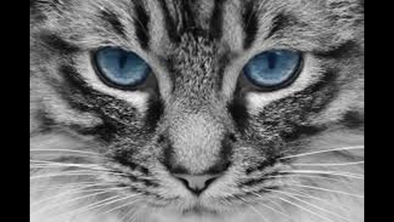 the best funny situations cat