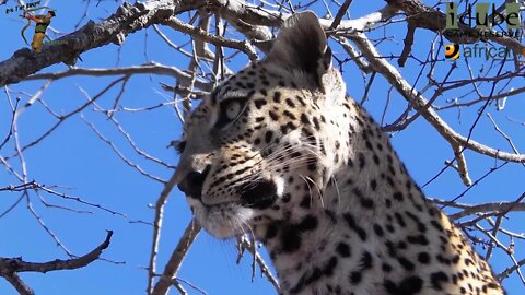 Male Leopard With An African Civet Stored In A Tree