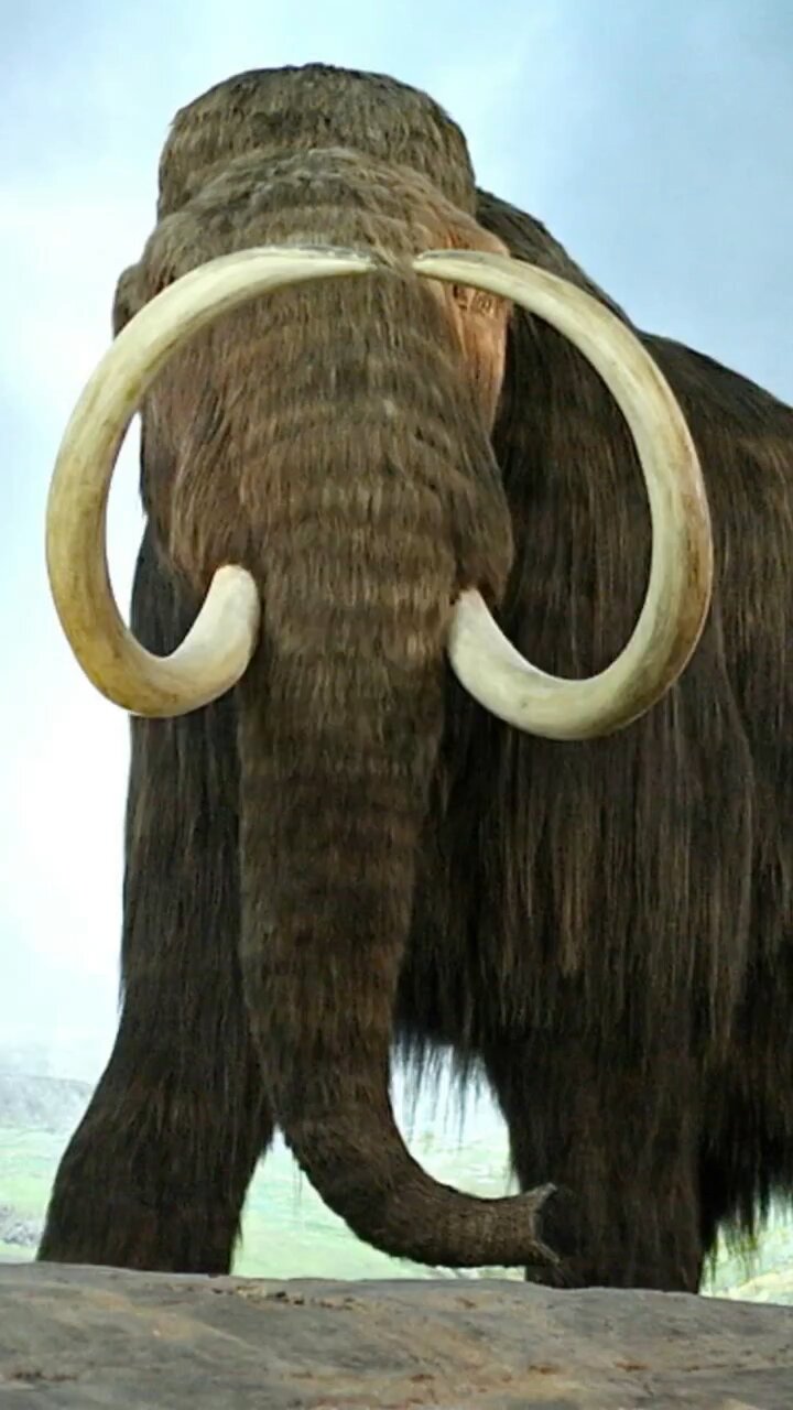 Top 10 animals that will be extinct soon