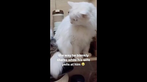 Cat's Family matters