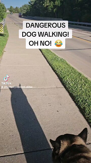 Dangerous Dog Walking?