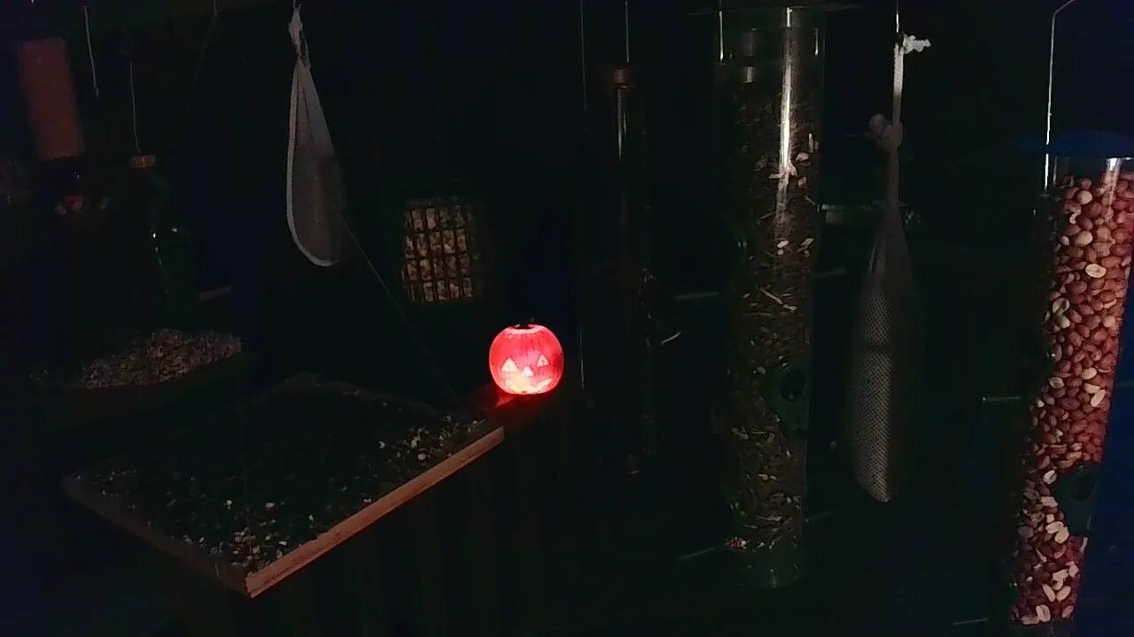 Live Oct 31 2021 Bird Feeder in Asheville NC. In the mountains.