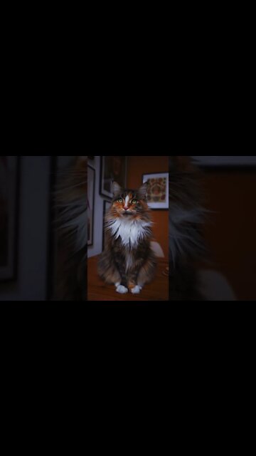 que belo exemplar de gato