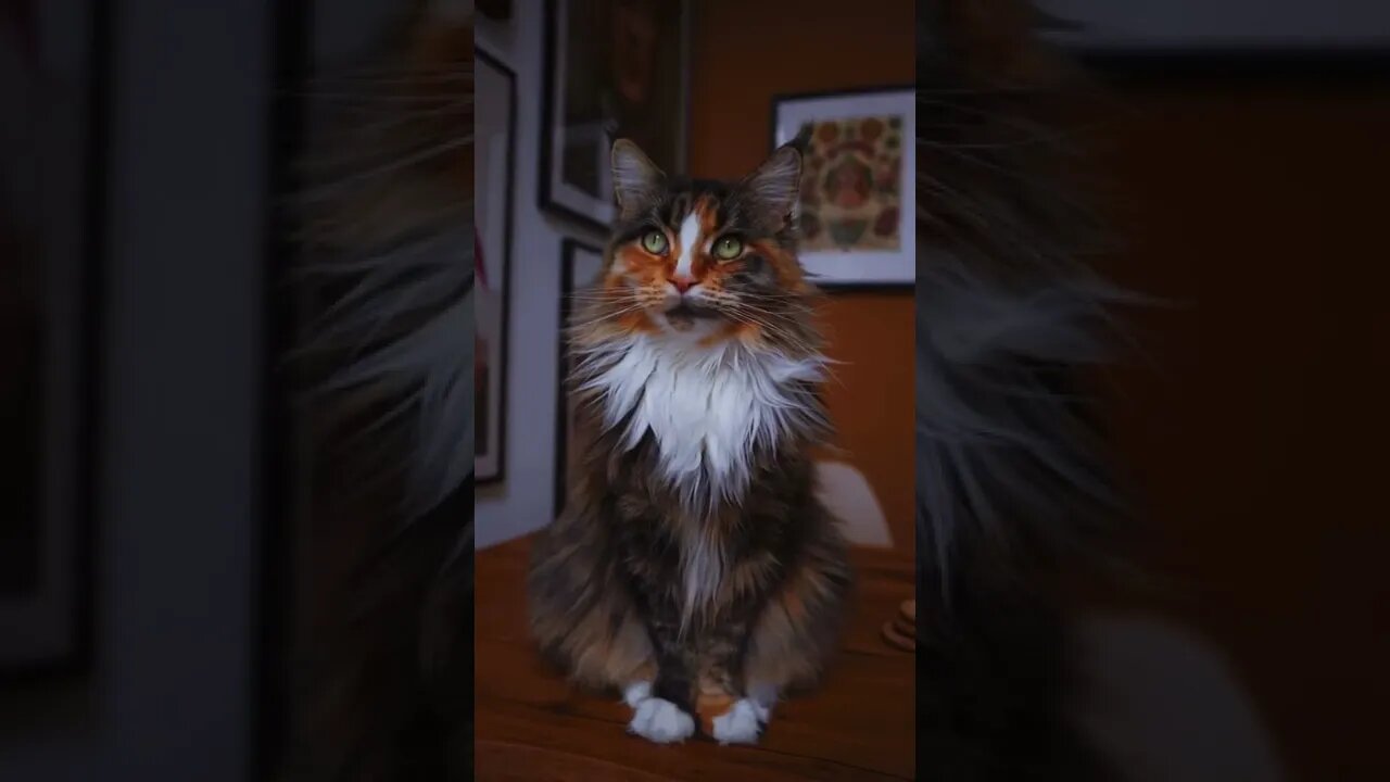 que belo exemplar de gato