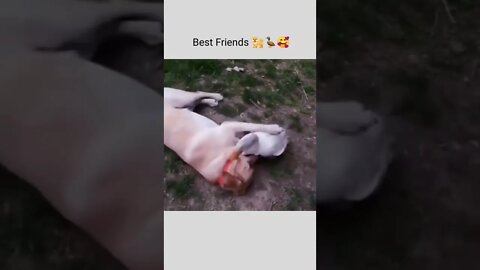 Dog and Duck Best Friends !!