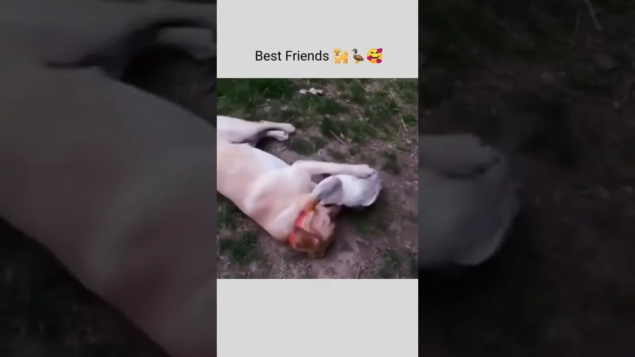 Dog and Duck Best Friends !!