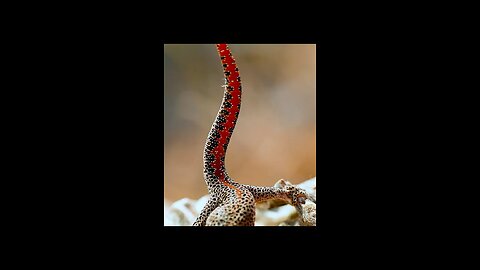 When this Lizard feels threatened, it goes on the Offensive.