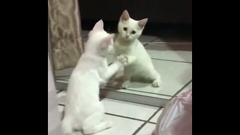Funny Cats and Dogs videos compilation. Video # 33