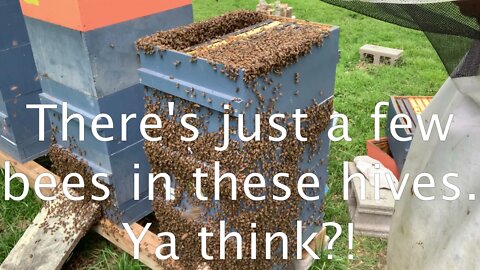 S4E16 - May 22, 2021 CHECKING FOR MATED QUEENS
