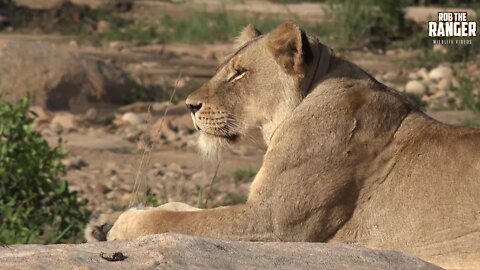 Daughters Of The Mapogo Lions - Rebuilding The Othawa Pride - 150: Posing In The Sun