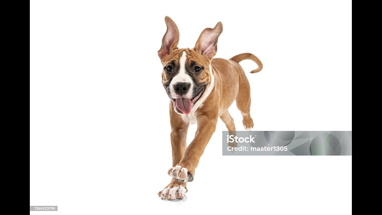 funny dog video
