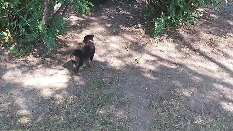 Rottweilers - Game On With The Babies. Typical Rottis, All Noise!