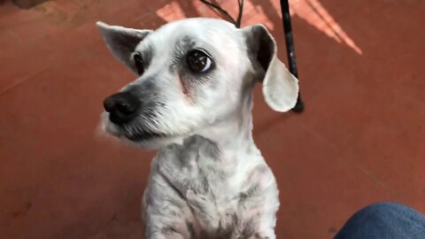 Knife talk,dog chat,more knife talk