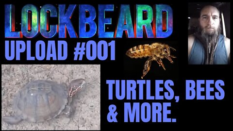 UPLOAD #001 Turtles, Bees & More.