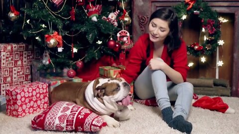Charming Asian girl stroking a cute funny bulldog under the Christmas tree Christmas New Year The