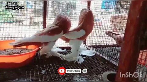 fancy pigeon breeding farm // india this is indore fancy pigeon this is very beatyful